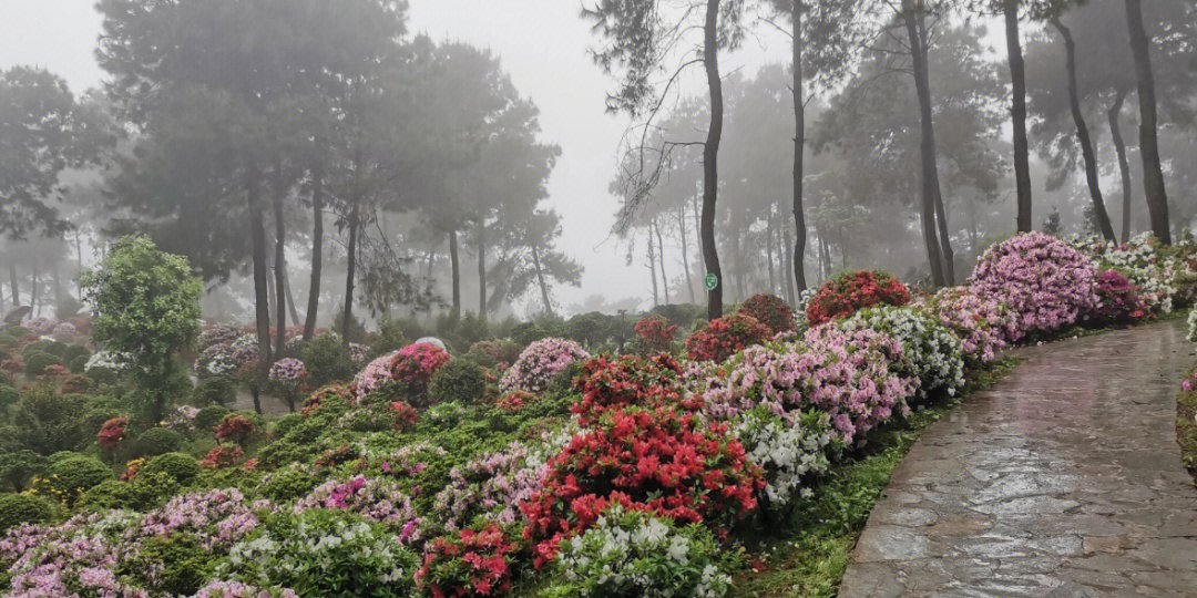 南山放牛村杜鹃花路线图片