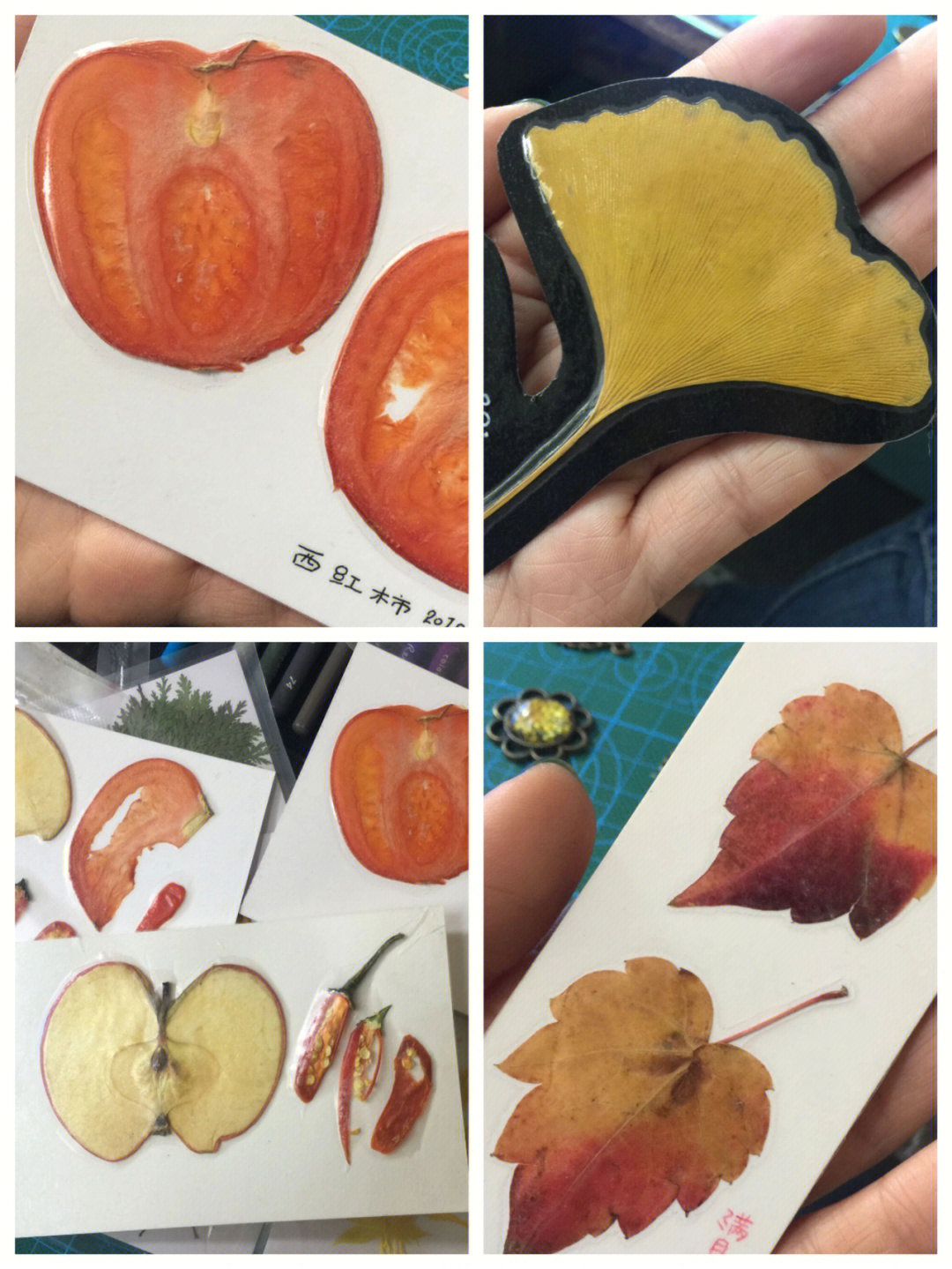 树叶标本制作方法图画图片