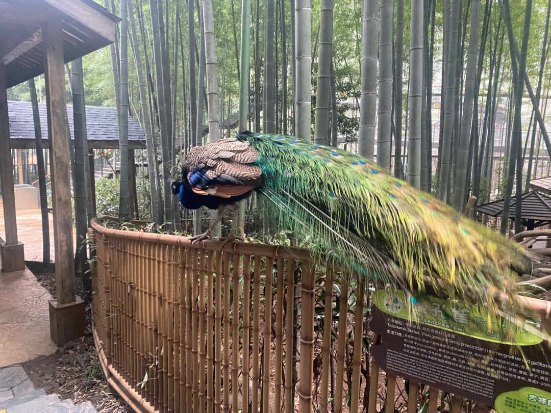 南山竹海小鸟天堂