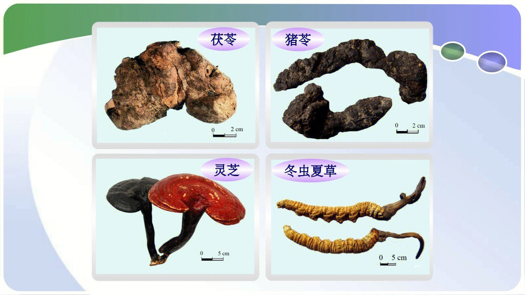 中药虫类大全及图片图片