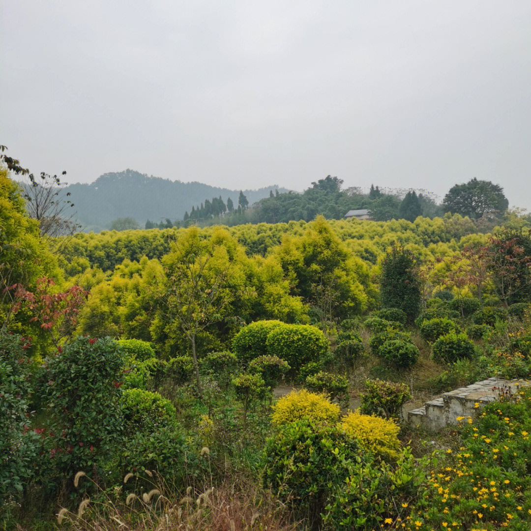 北碚东升村简介图片