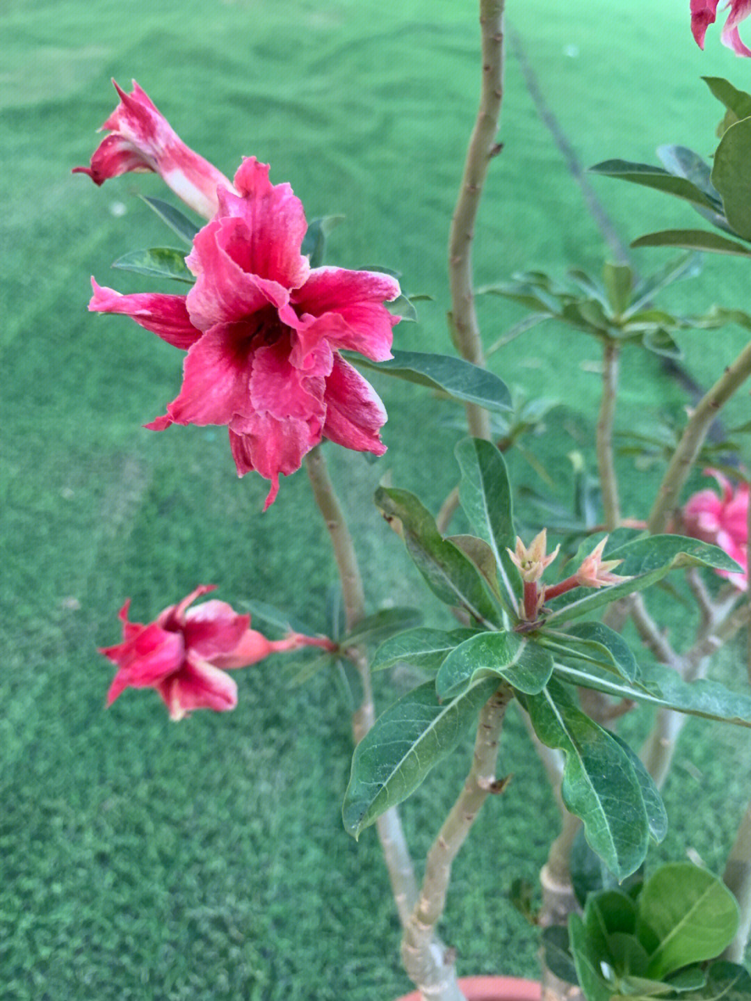 野生玫瑰花原生图片