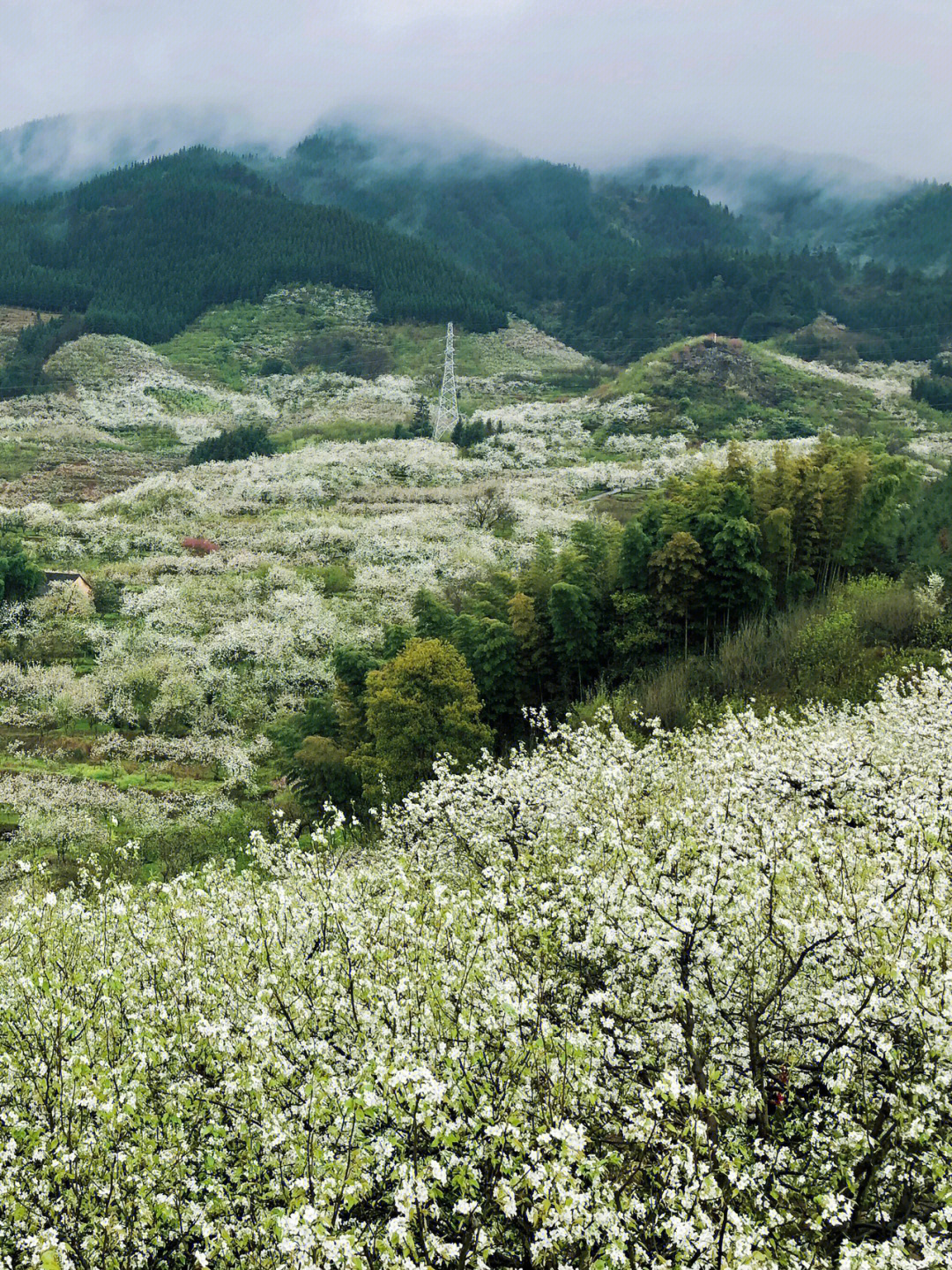 宾阳白岩村梨花图片