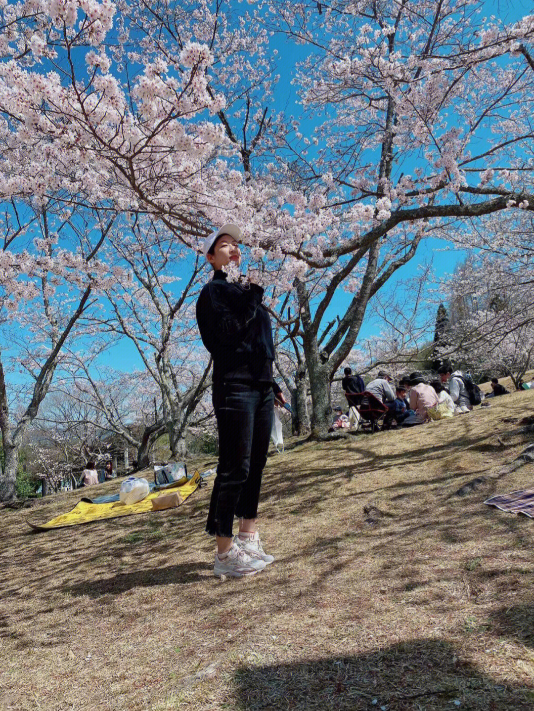 日本樱花广岛恋人图片