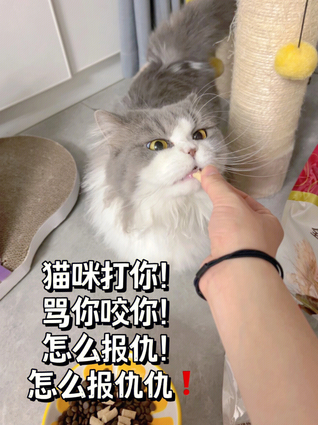 猫被打手表情包图片