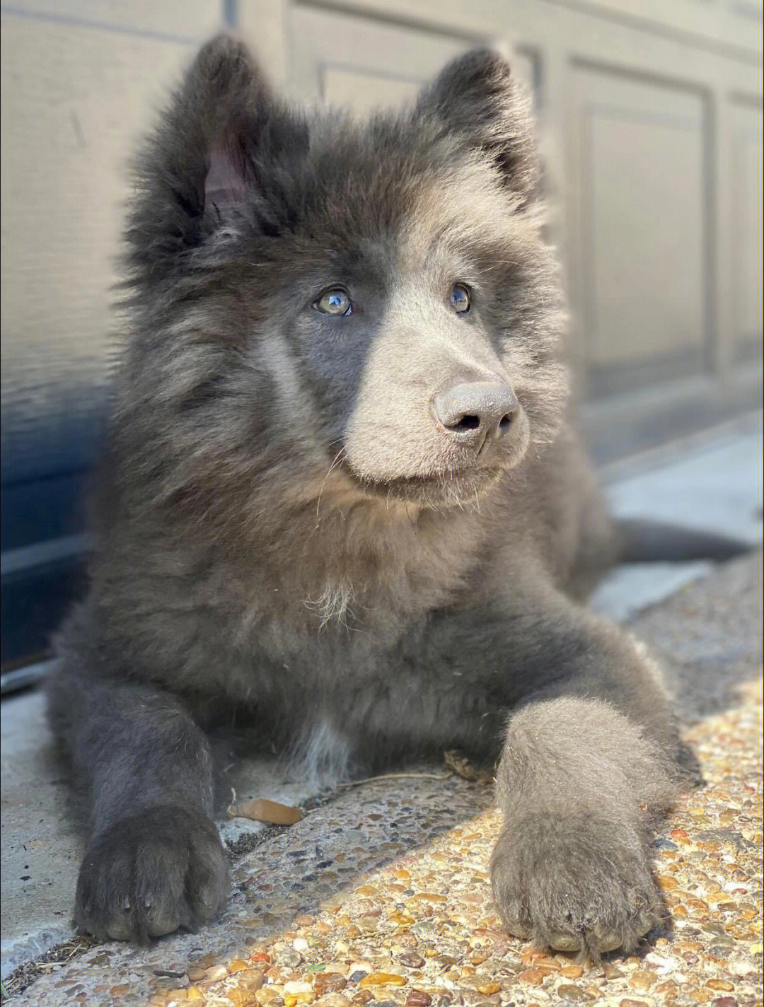 蓝湾牧羊犬日常分享