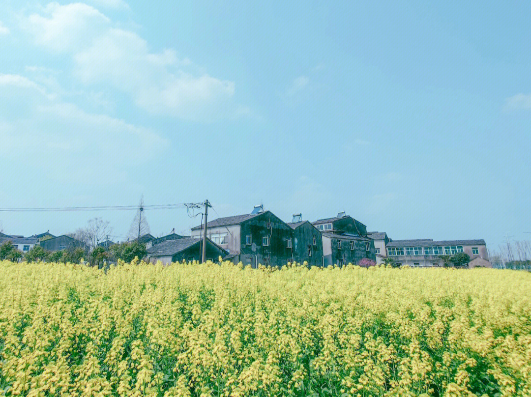 771567路边的油菜花 漫山遍野 使劲地开放着94lr调色主要思路