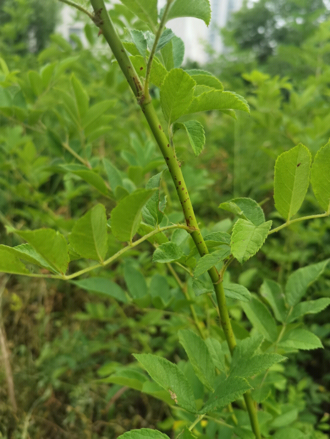 求问这是无刺蔷薇吗