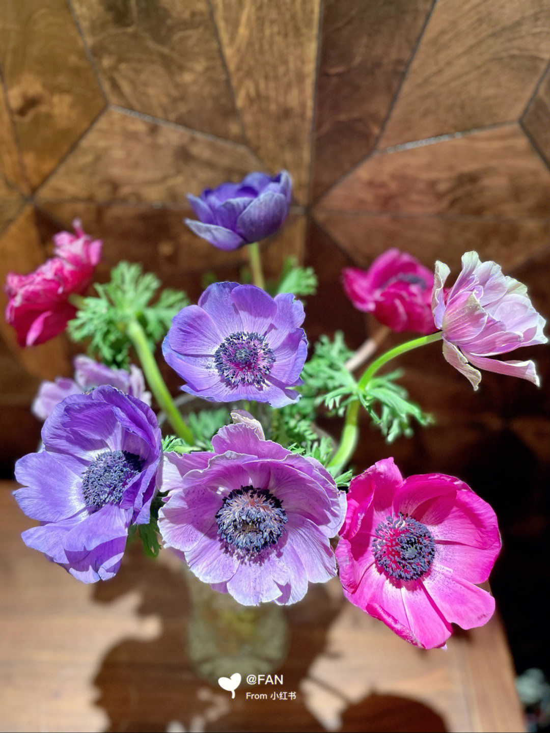 欧洲银莲花的花语图片