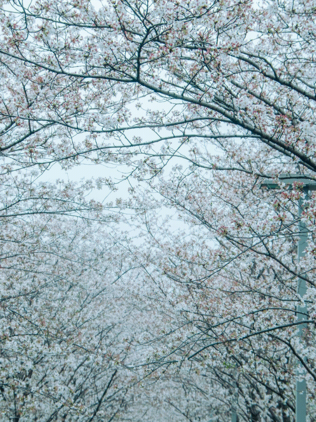 杭州樱花花期图片