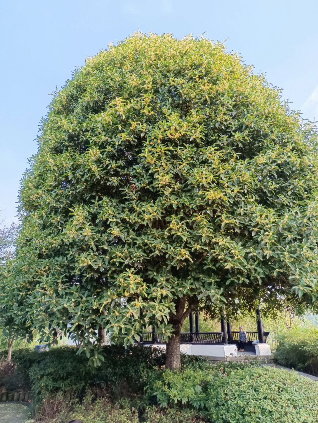 世界上最大的桂花树图片