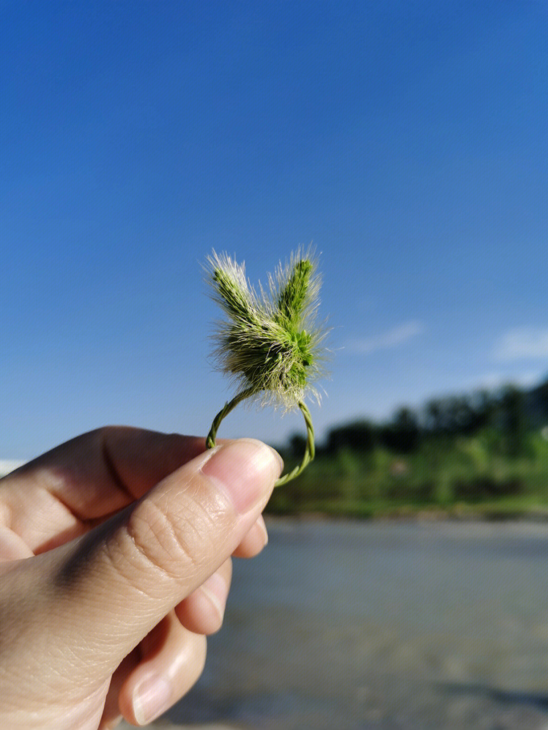 狗尾巴草小兔子系列