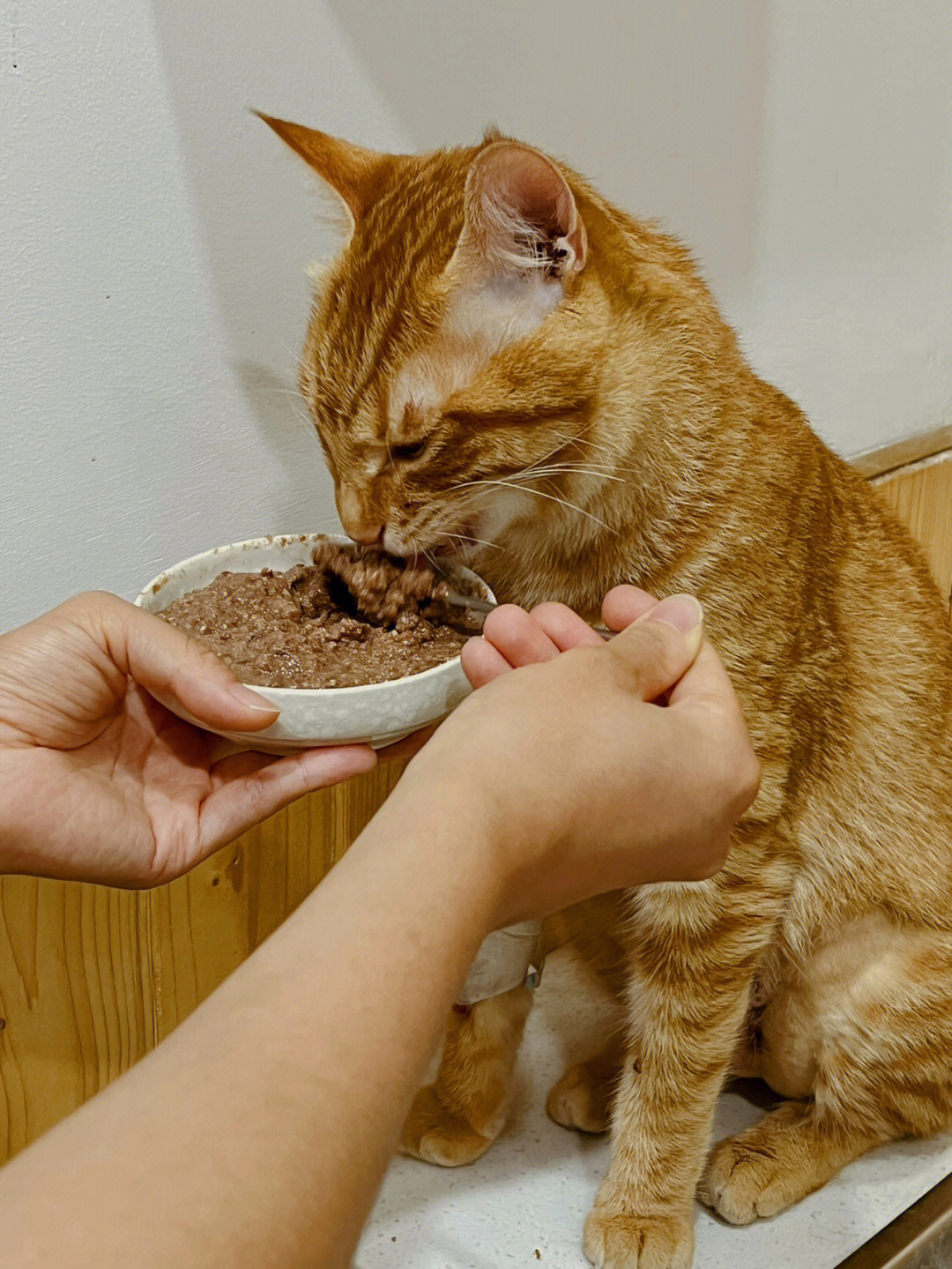 喂食物表情包图片