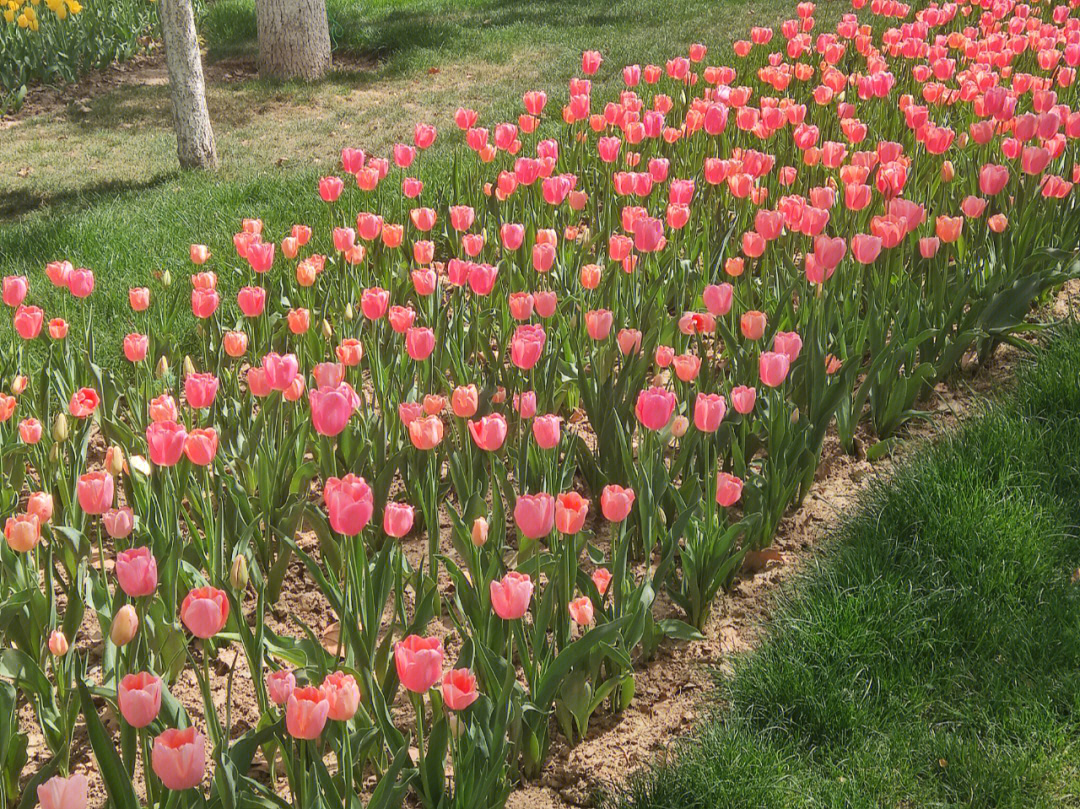 兴庆宫公园的小花花