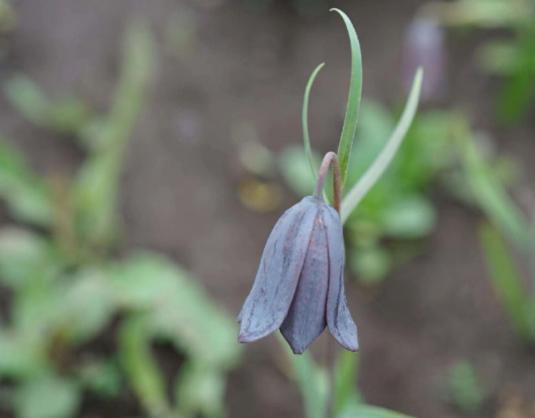 为百合科植物川贝母 暗紫贝母 甘肃贝母的干燥鳞茎.