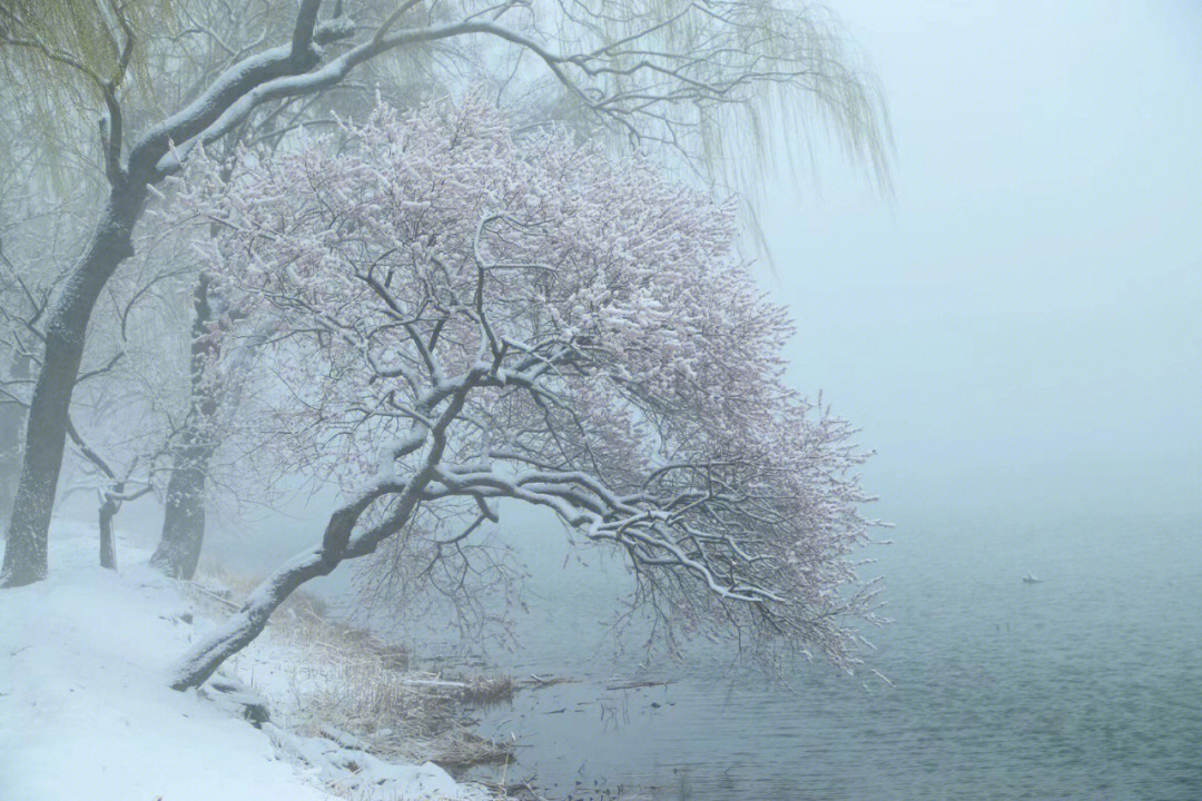 桃花雪境图片