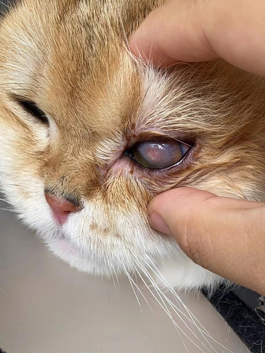 猫咪嗜酸性角膜炎角膜溃疡大连案例