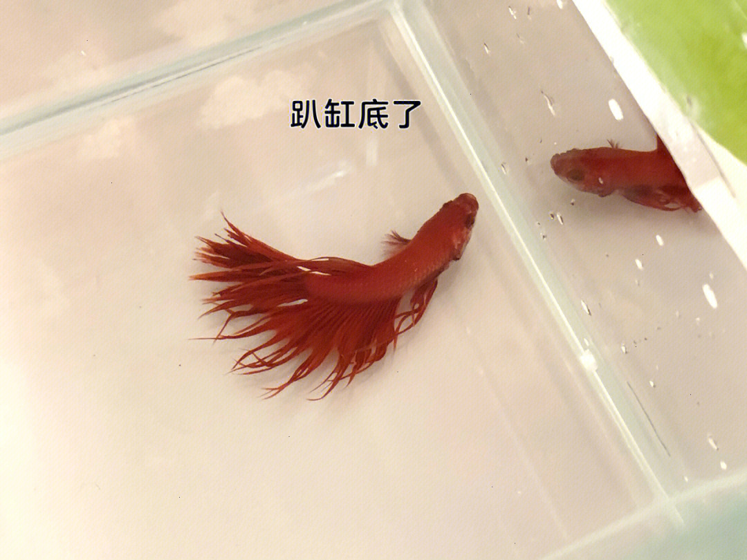 鱼缸里有红色蠕动虫子图片