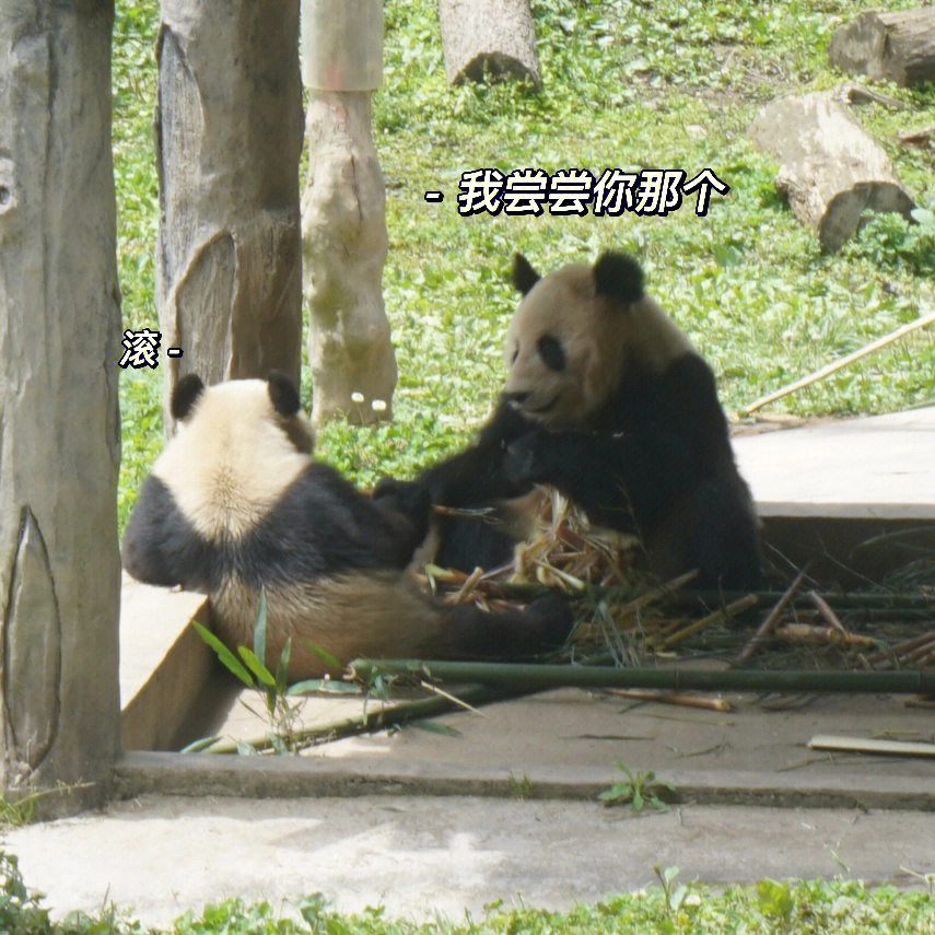 熊猫日记哈哈哈哈哈