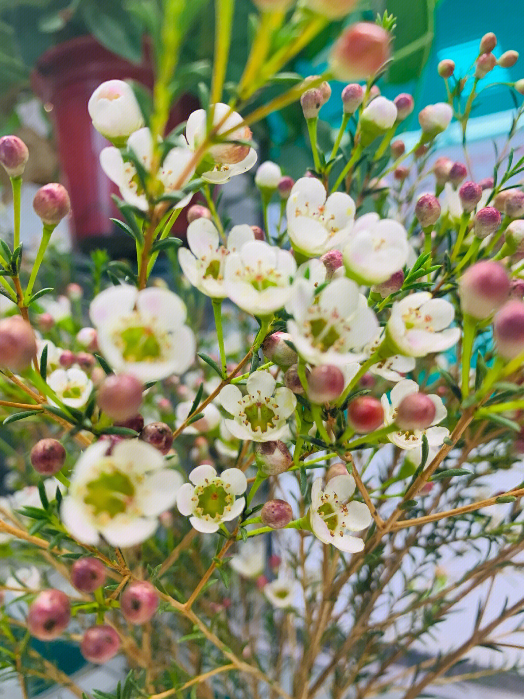 平头腊梅香不香图片