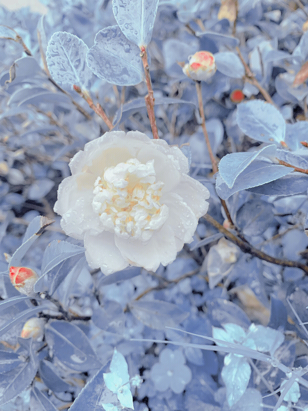 点缀 生活的鲜花#笔记灵感#白山茶#鲜花分享#鲜花#花花