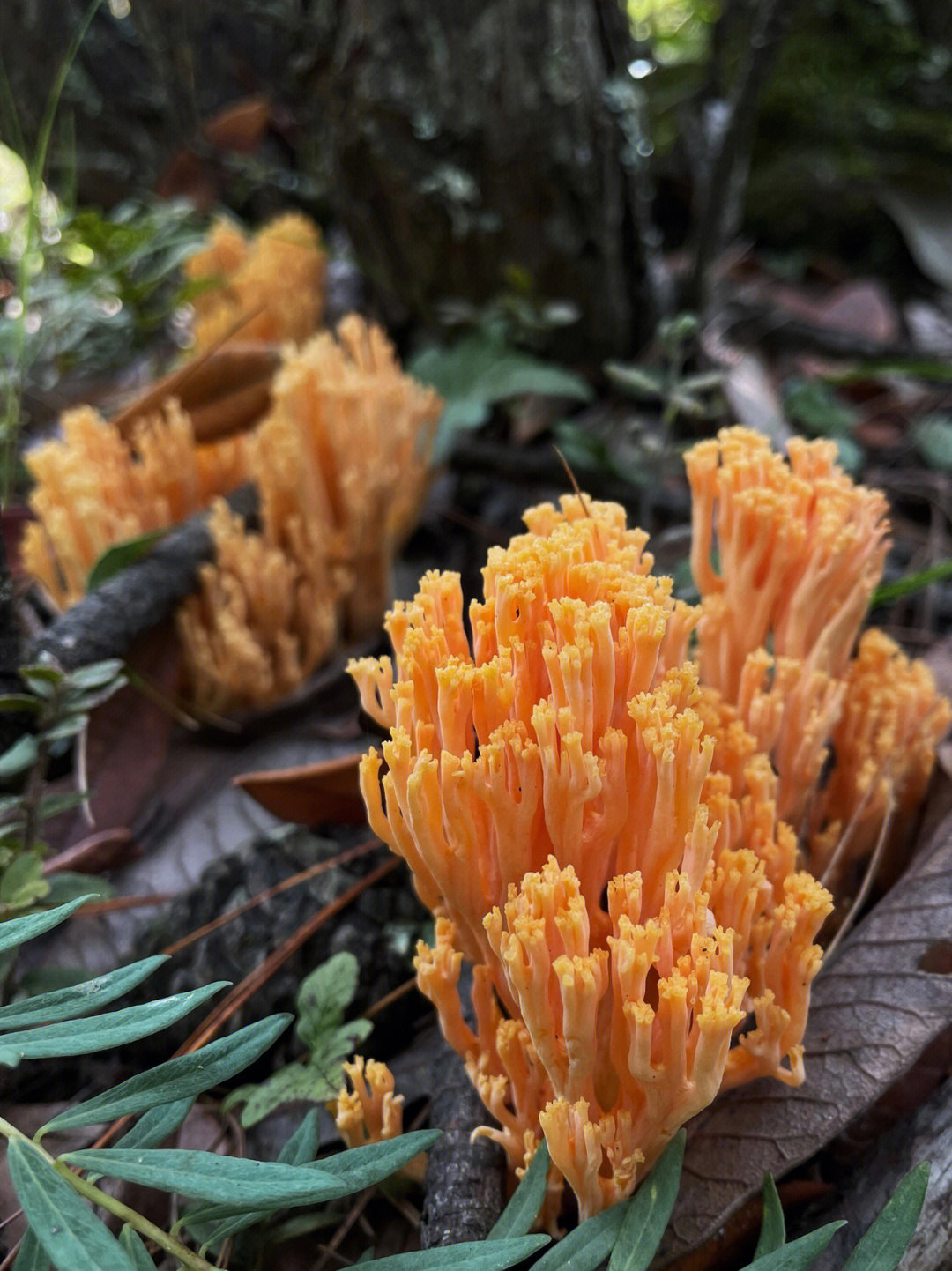 海里的蘑菇图片