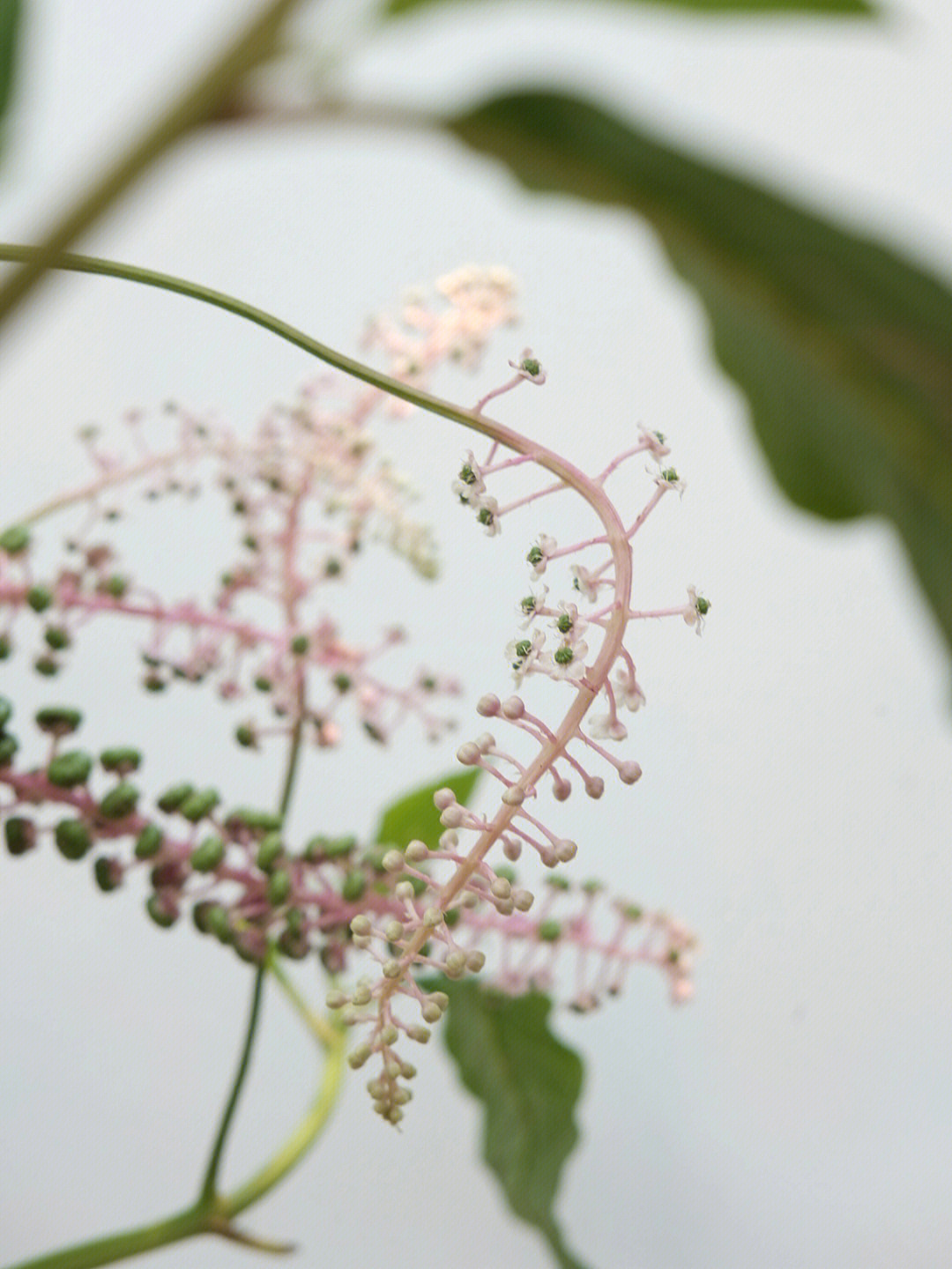 商陆开花图片