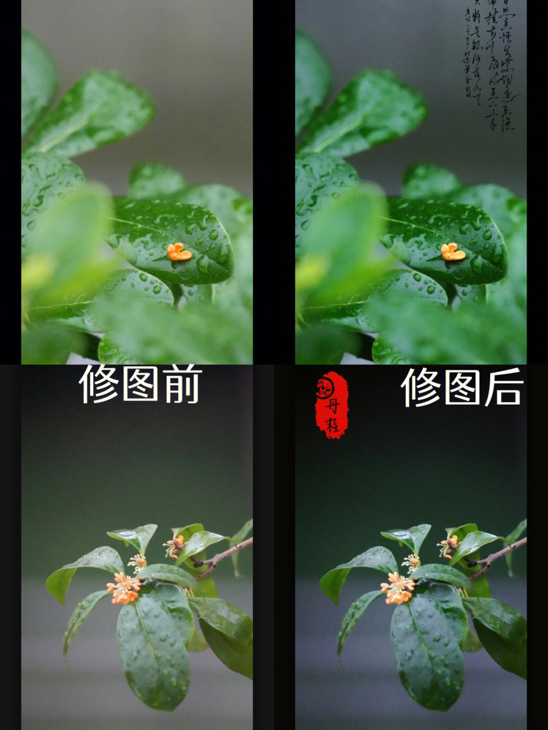 质感(龙舌兰)贴纸:中国风(选择喜欢的诗词或者水印)构图app:picsart