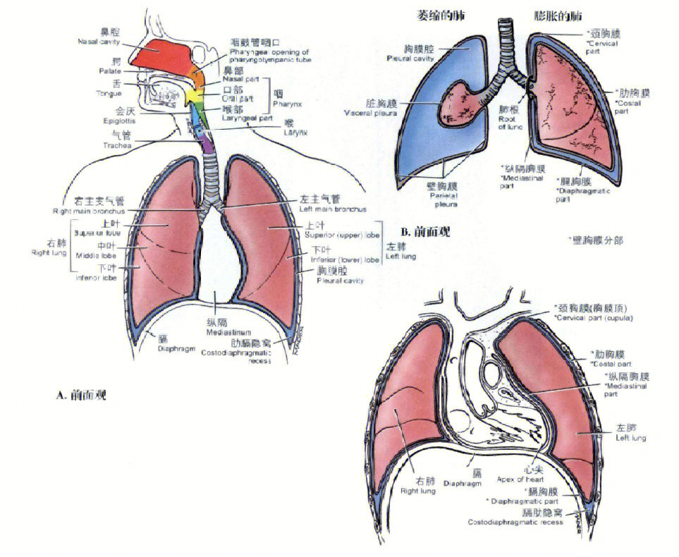 肺的解剖位置及图解图片