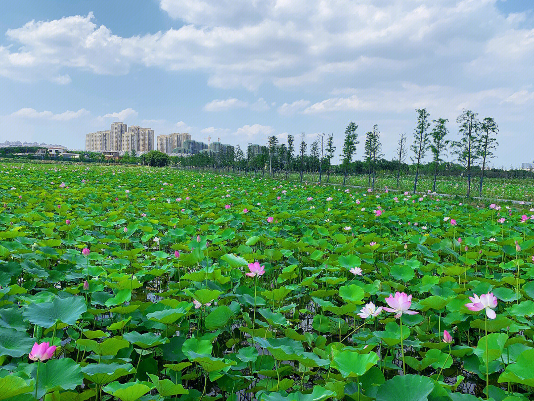 龙栖地荷花季