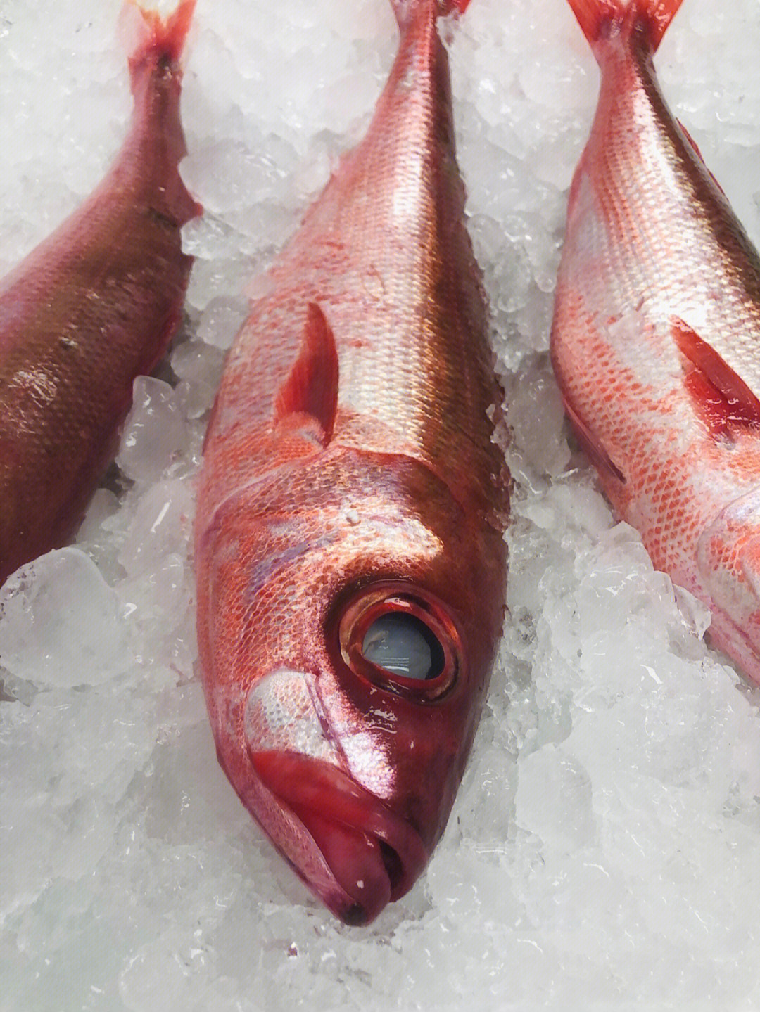紫鲷鱼(红宝石鱼)刺身极品红身鱼紫鲷是鱼中之王,薄切刺身是考验刀法