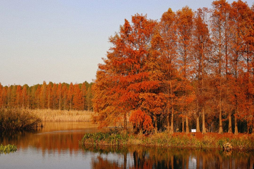 泰和县老虎山湿地公园图片