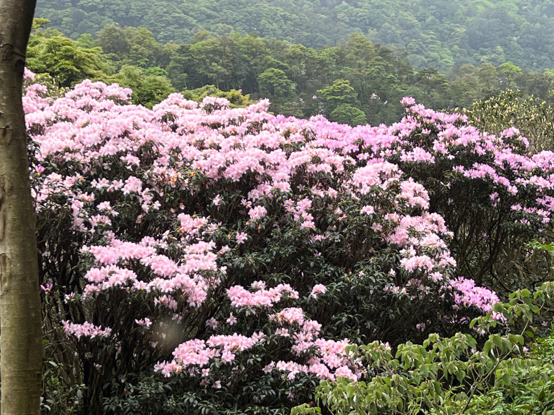 上周六的梧桐山的杜鹃花