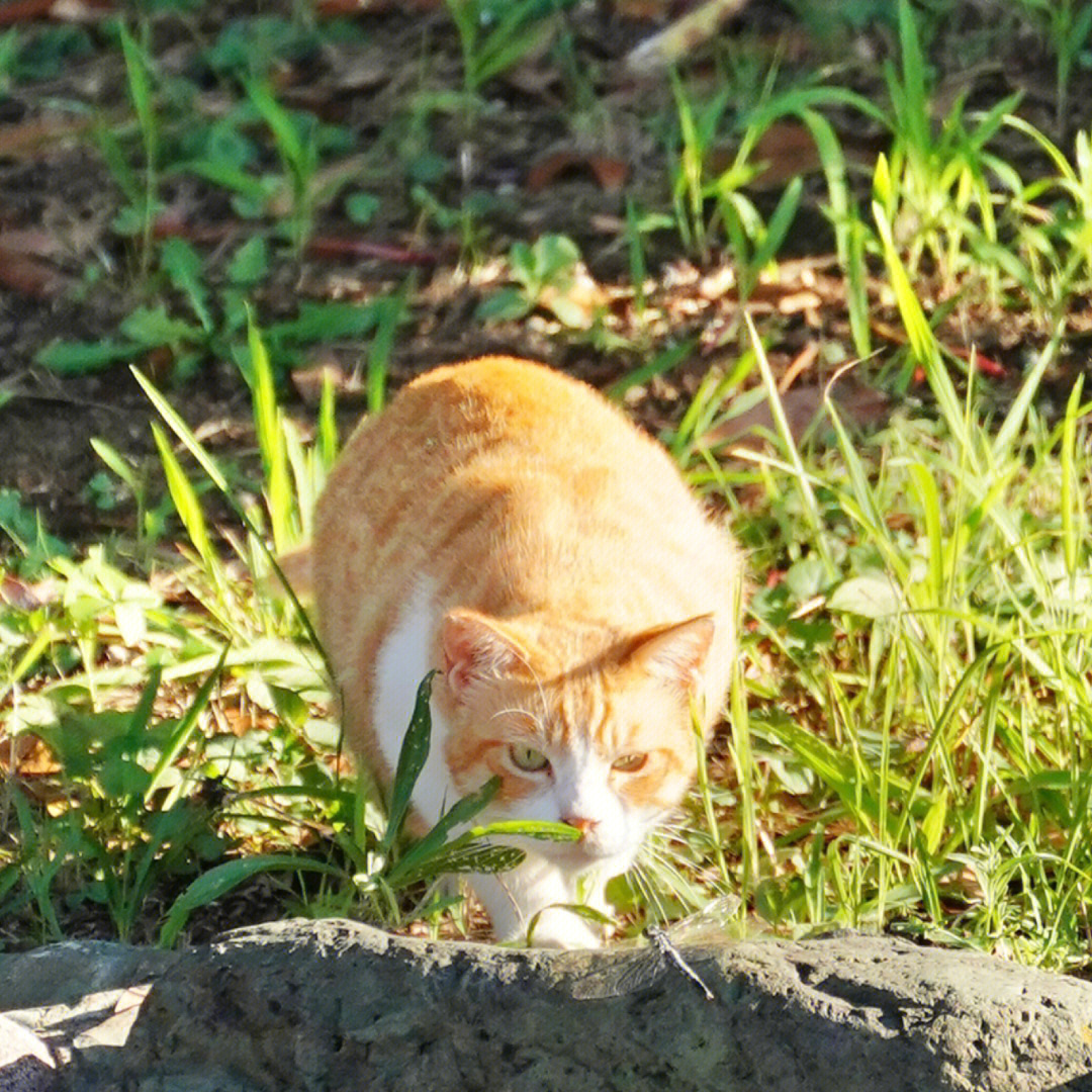 小猫咪追蜻蜓