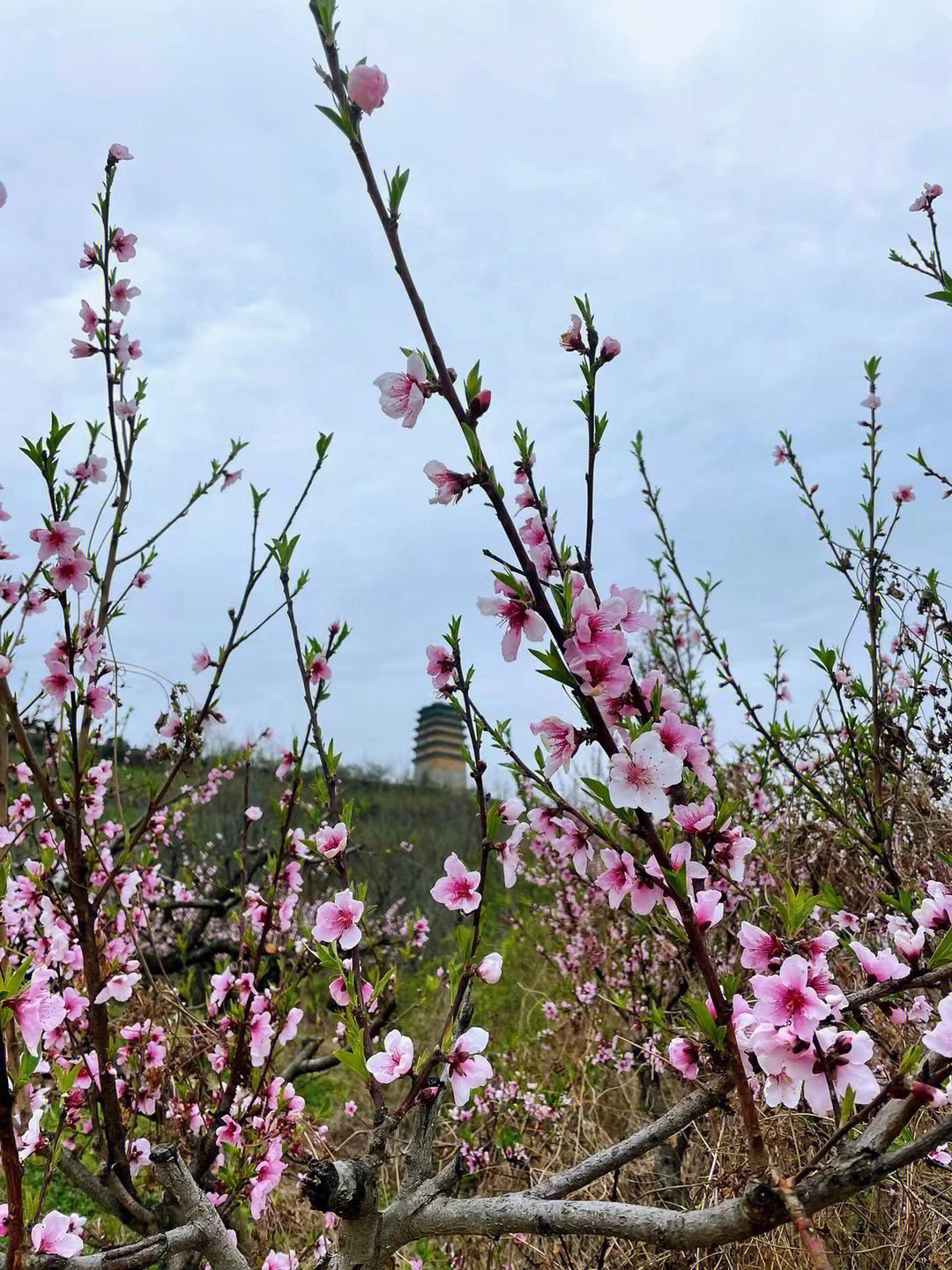 西安周边土门裕看桃花徒步