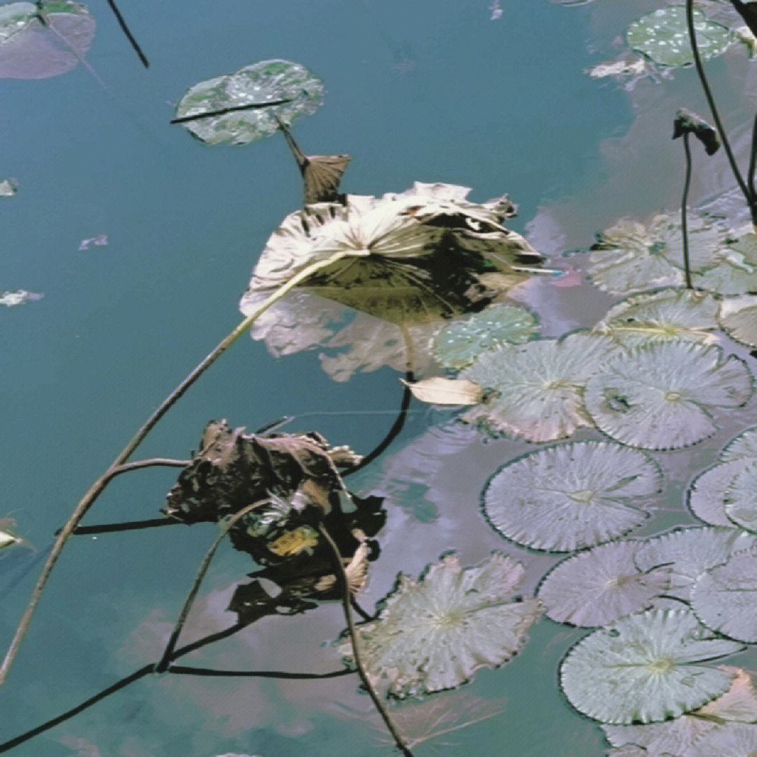 学校的池塘