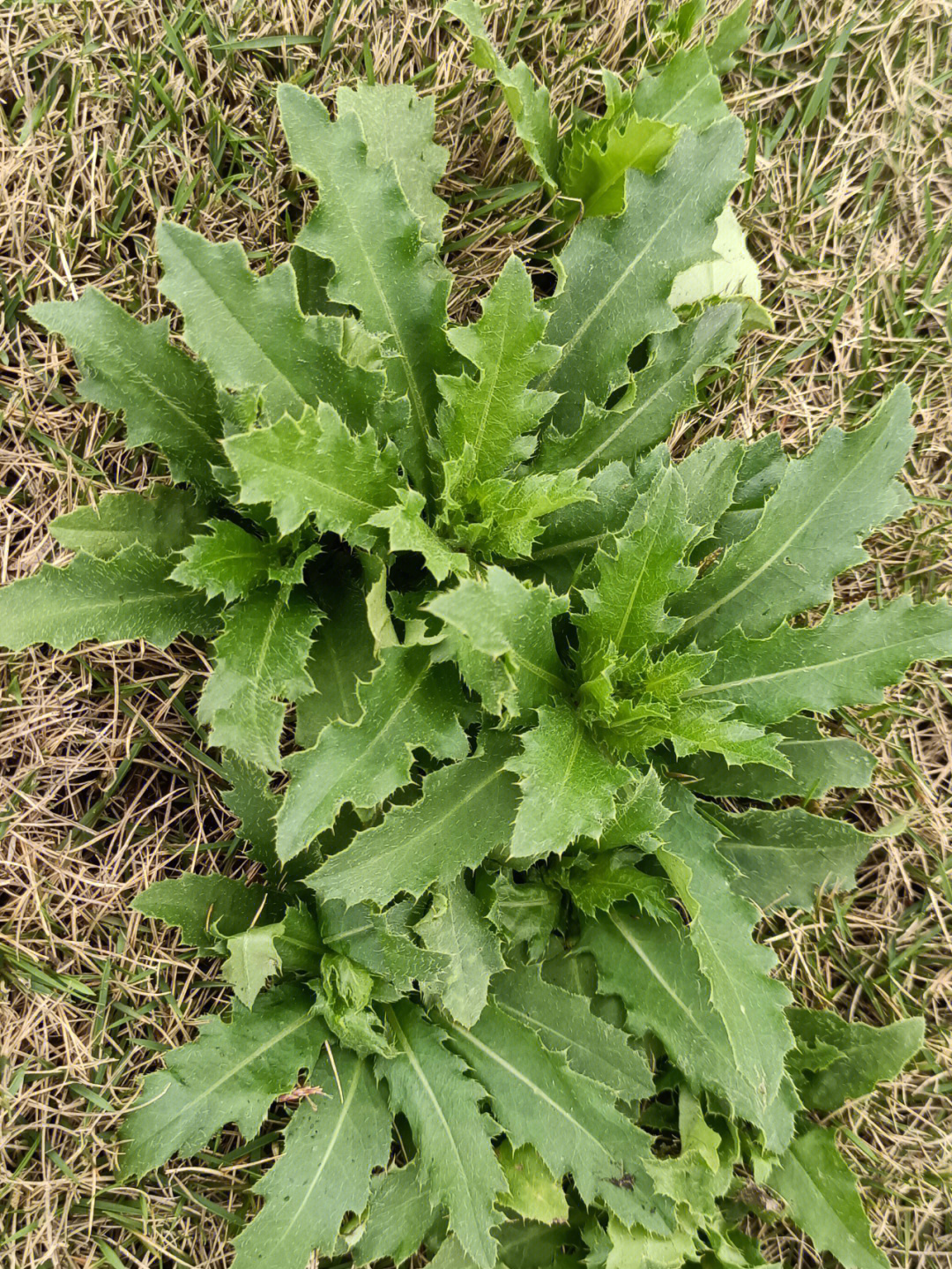 小蓟刺儿菜