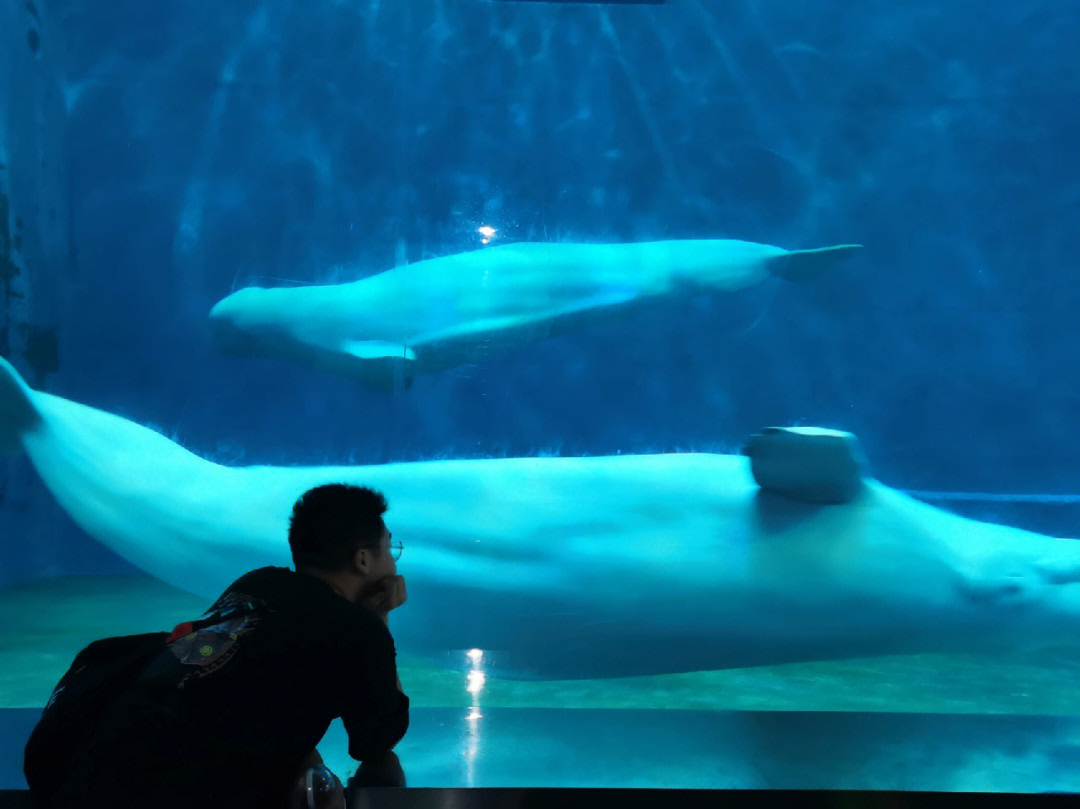 芜湖大白鲸海洋馆攻略图片