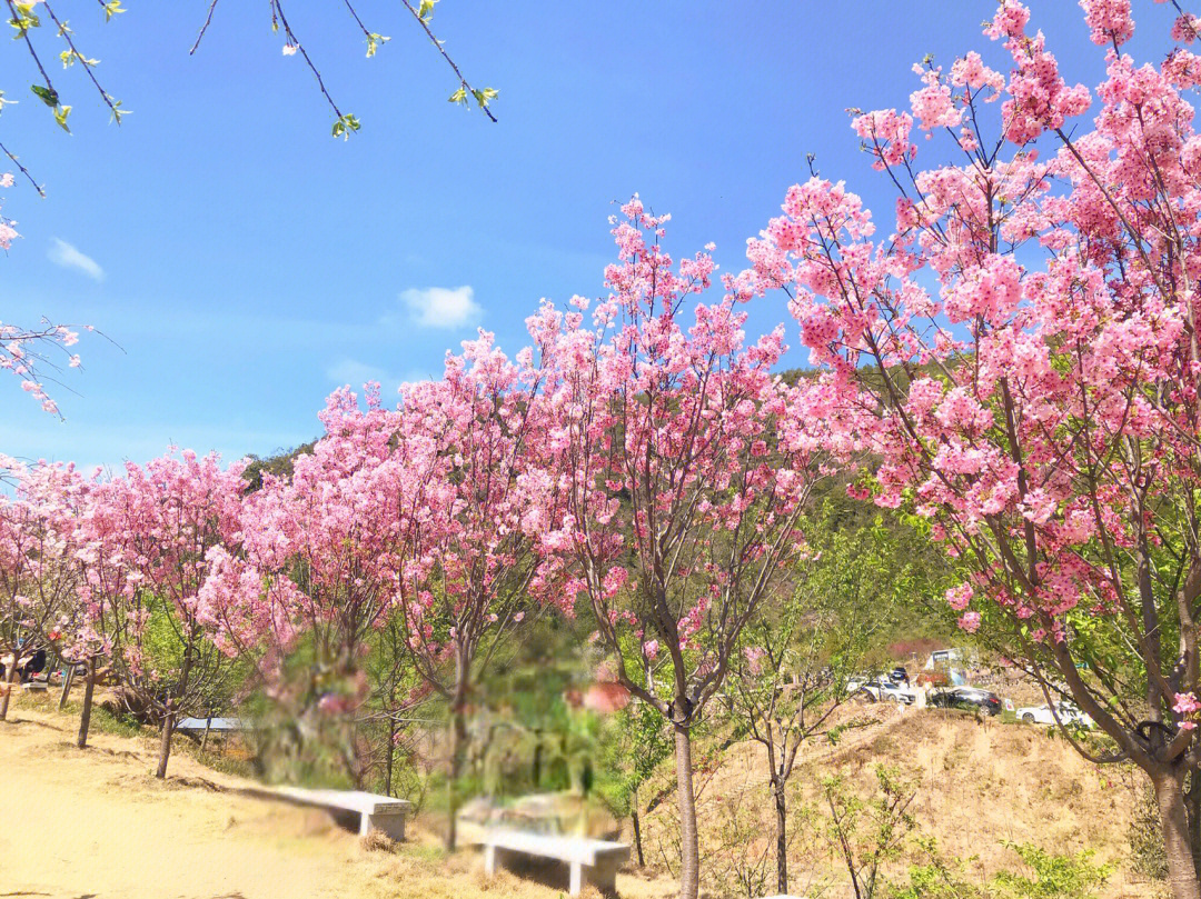 斑竹园樱花园图片