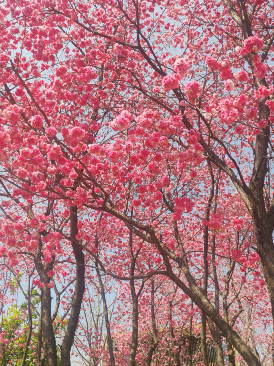 大理樱花品种图片