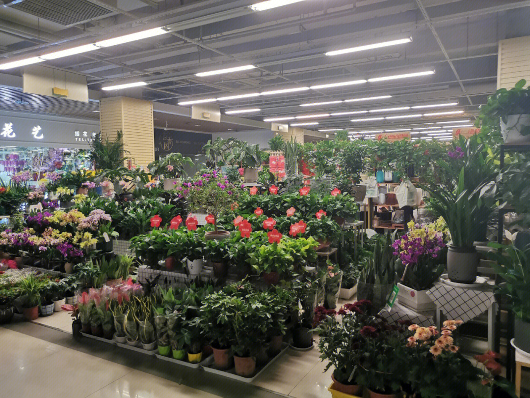 陈砦花卉市场宠物植物