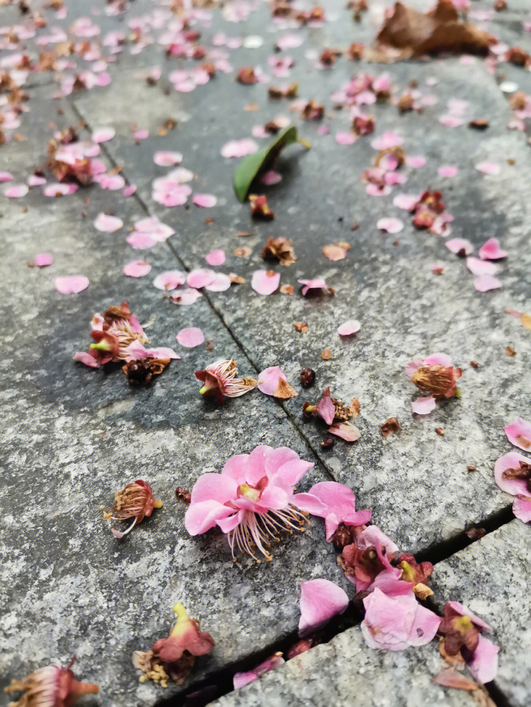 落英剧情图片