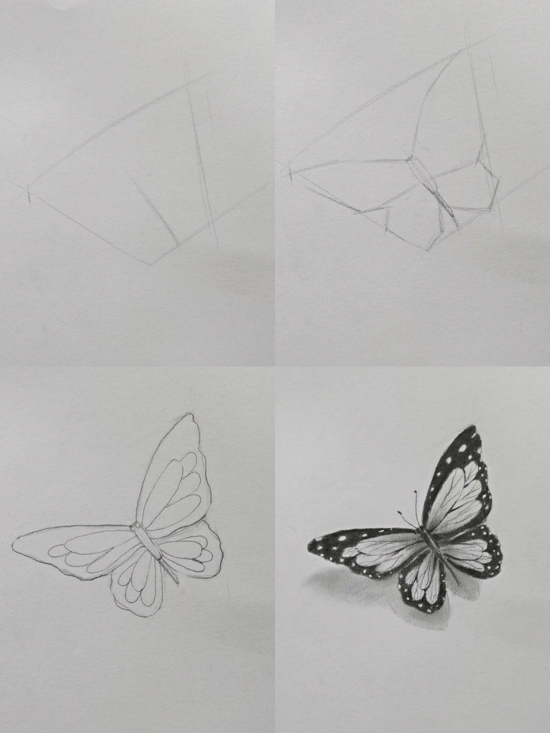 一步一步教我学画蝴蝶图片