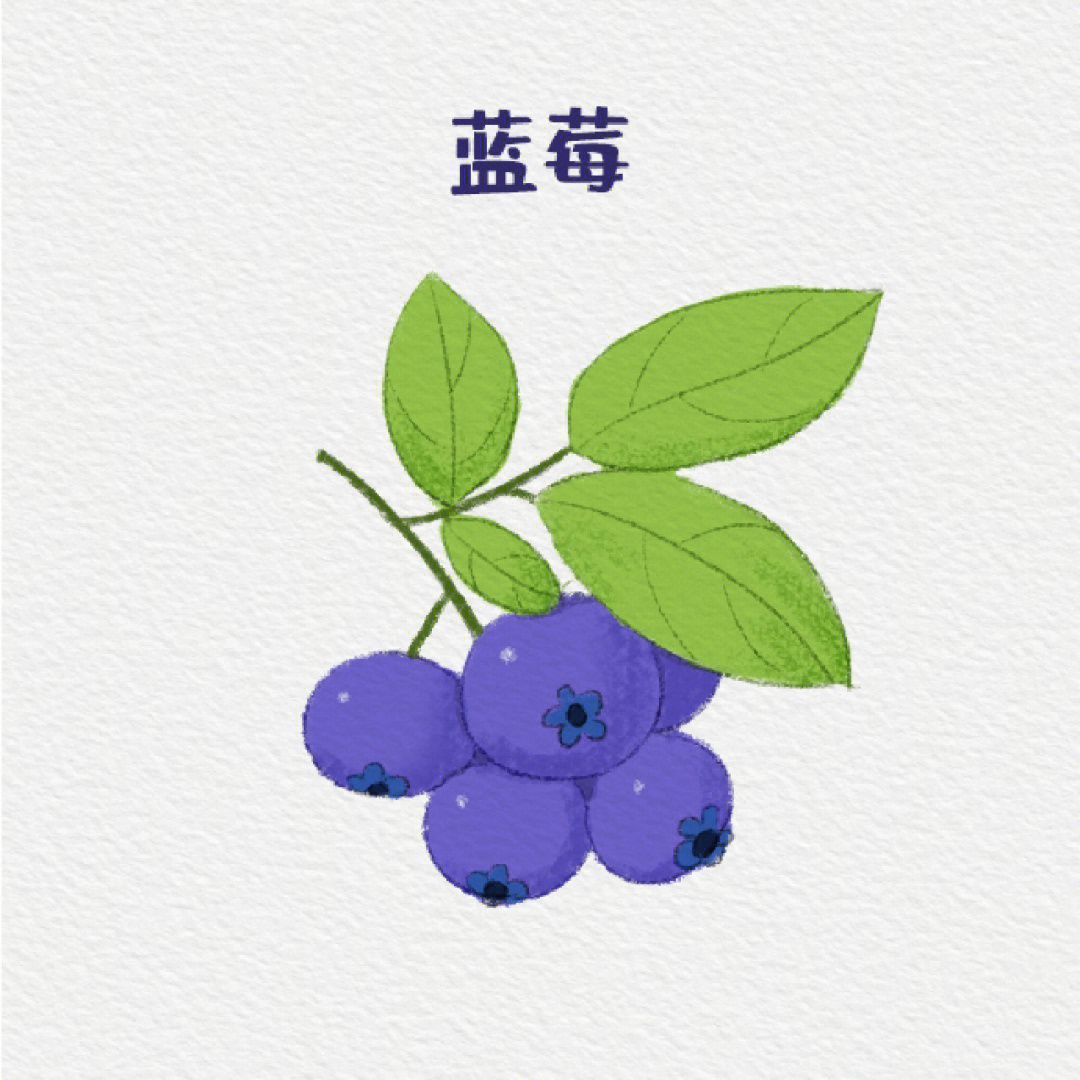 植物类蓝莓简笔画