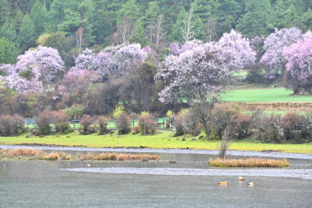 村落,峡谷,冰川,湖泊,十里桃林,有一起的吗#丙察察#西藏#林芝桃花