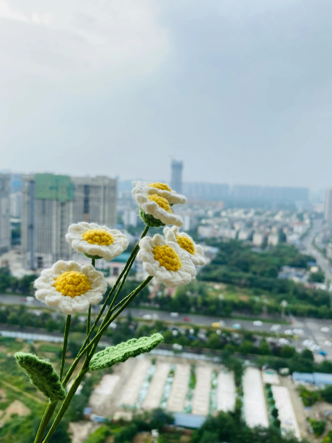 开雏菊剧痛图片