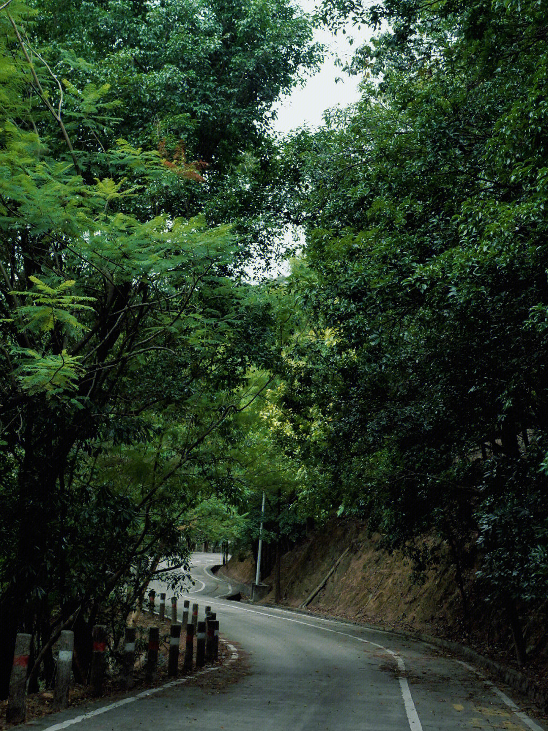 厦门天竺山简介图片