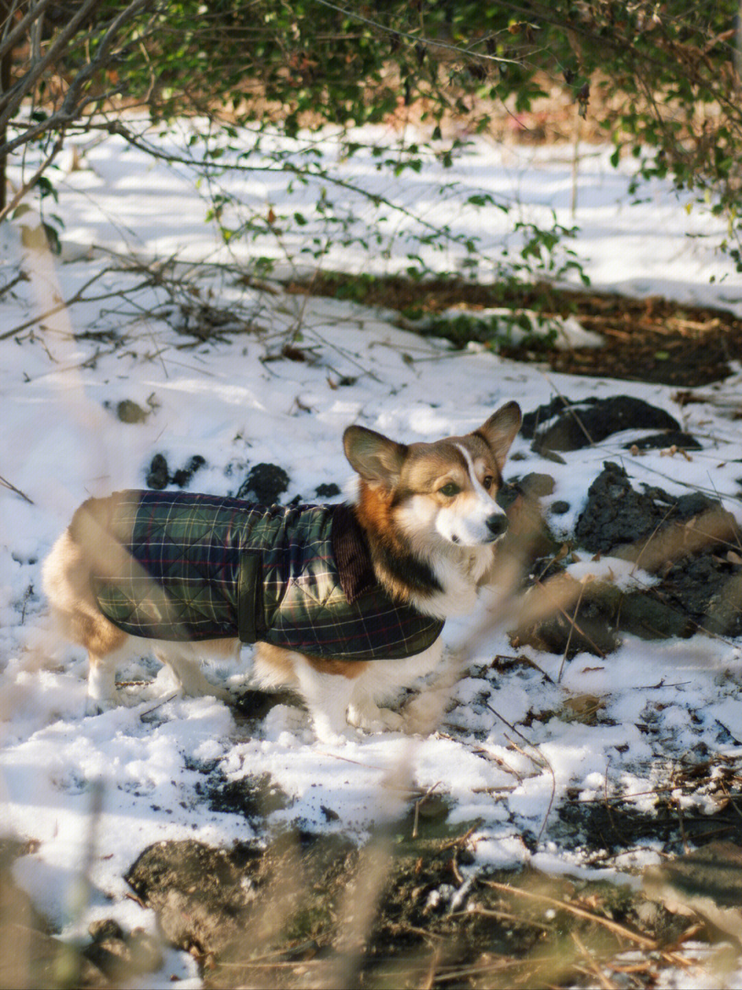 狗雪后小狗