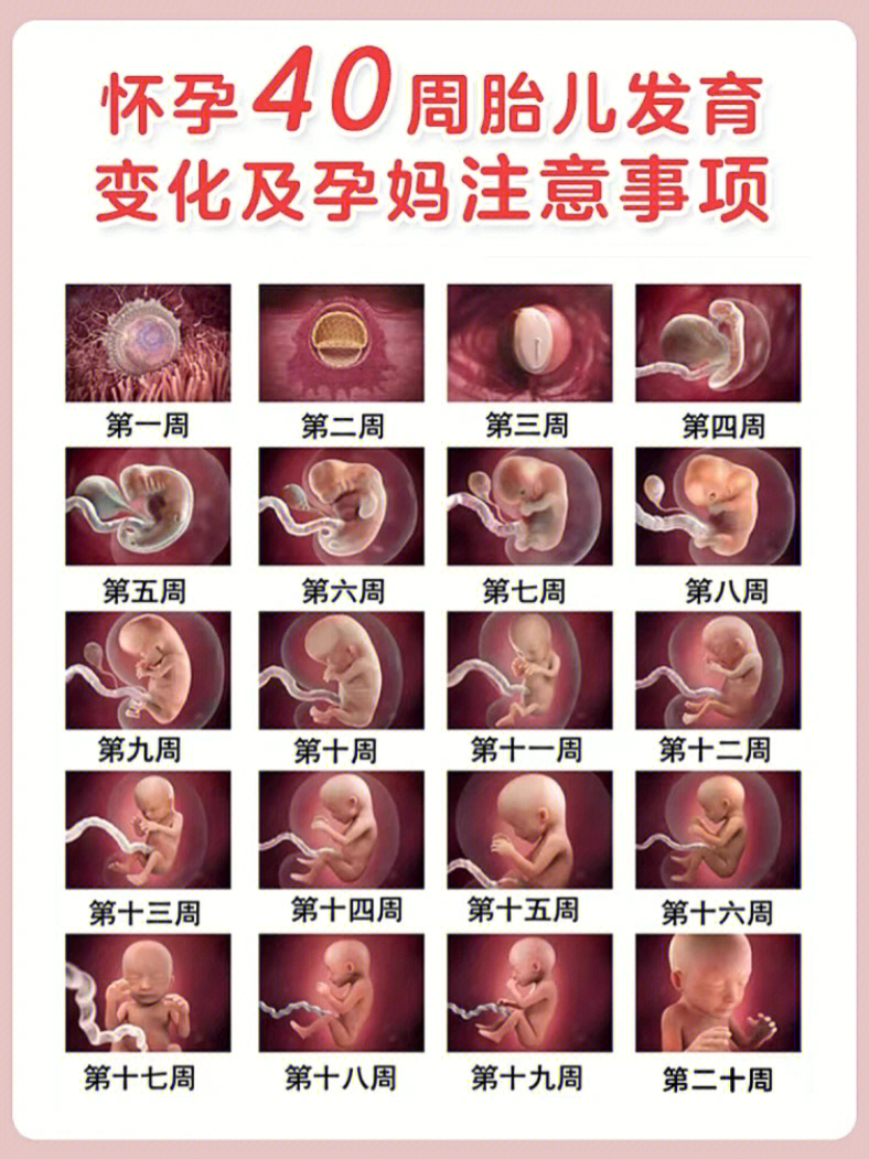 孕期干货先看看胎动是什么