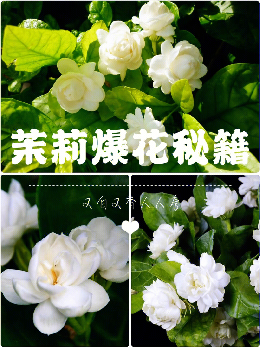 95茉莉花怎么养才能爆花,爆花秘籍来啦